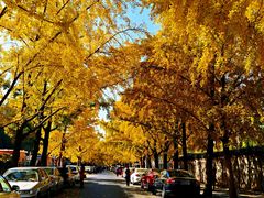 -三里屯东五街银杏大道