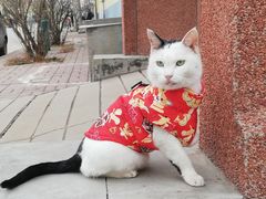 -瑞派雷欧宠物医院·24h夜诊·心脏骨科牙科·全科重症转诊中心(无影山店)