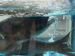 -浔味·山屿湖·正宗淳牌全鱼宴老字号