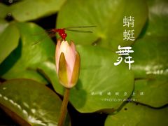 -上海辰山植物园
