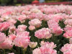 -上海鲜花港