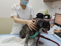 -美联众合动物医院·24h转诊中心