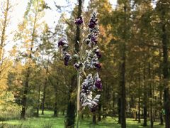 -黄海国家森林公园