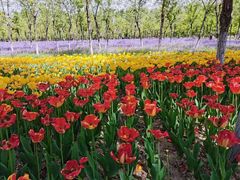 -永定河休闲森林公园