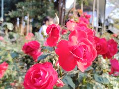 -人民公园(罗湖区)