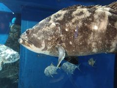 -成都浩海立方海洋公园