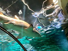 -悉尼海洋生物水族馆
