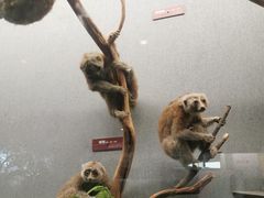 -昆明动物博物馆