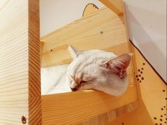 -滚猫咖啡·猫咖·猫友好撸猫(未来城店)