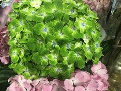 -双季花艺园艺市场(浦东店)