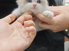 -瑞派动物医院·绝育·犬猫全科·预防医学(光景江南中店)