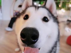 -Husky Go! 哈士奇体验馆·宠物咖啡厅狗咖