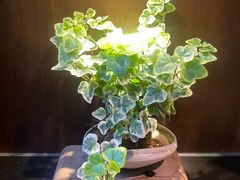 -九福楼大酒店