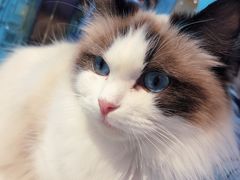 -momokira米努特·德文卷毛猫·棉花面纱犬