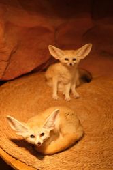 -Zoolung Zoolung动物主题公园(海信广场店)