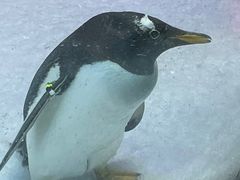 -芜湖新华联大白鲸海洋公园