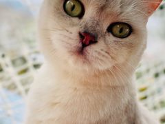 -喵屿·大理花园猫咖