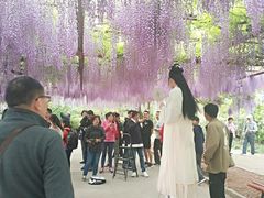 -嘉定紫藤园