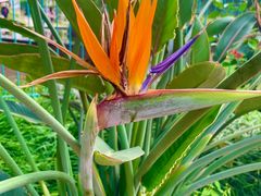 -国家植物园南园