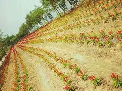 -广东花都香草世界旅游度假区