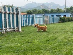 -趣玩宠物乐园寄养训犬训狗游泳池