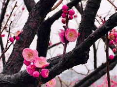 -无锡梅园公园