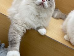 -瞄一喵猫咖(格力海岸店)