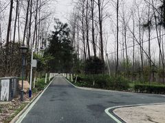 -合肥滨湖国家森林公园