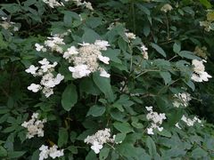 -青峰峡国家森林公园