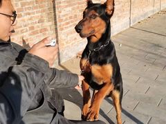 -北京京卫宠物寄养训练中心