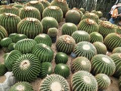 -深圳仙湖植物园