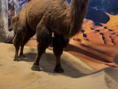 -呼和浩特博物馆