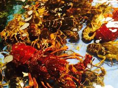 旺顺阁海鲜广场-旺顺阁海鲜广场(亚运村店)