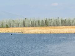-野鸭湖国家湿地公园