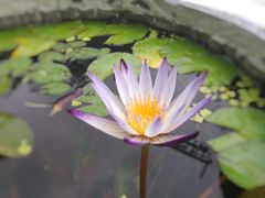 -国恩寺