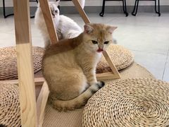 -Heymao猫咖.咖啡厅(东门店)