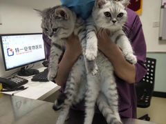 -特一安24小时宠物医院·骨科·中兽医