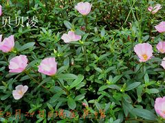 4小花-上海瑞金洲际酒店