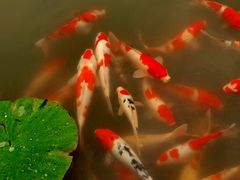 -鹅湖玫瑰文化园