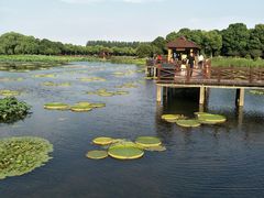 -荷塘月色湿地公园·向阳花洲