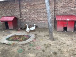 -上美四季动物农场
