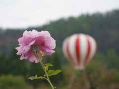 -南沙蒲洲花园