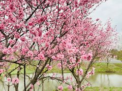 -花开海上生态园