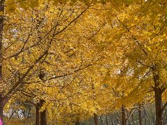 -袁大头包子(光华路店)