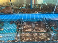 -蓝珊甄选海鲜自助·火锅大排档(近阿那亚店)
