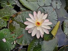 -五缘湾湿地公园