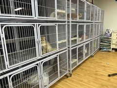 -喵百万·布偶·蓝金金渐层英短·猫舍(百子湾店)