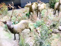 -北京麋鹿生态实验中心