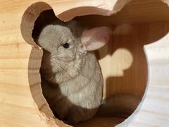 -瑞派·关忠动物医院·异宠专科·犬猫肿瘤·皮肤专科(望京店)