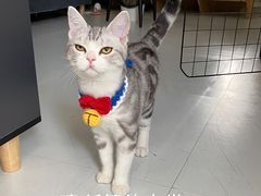 -lincat·猫舍(广州店)